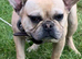 13 month old French bulldog boy available