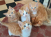 Gorgeous ginger and white kittens