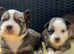 Pomsky puppy’s