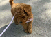 red toy poodle