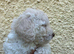 F1B cavapoo puppies