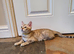 Beautiful TICA Registered Bengal Kittens.
