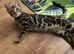 Pure bengal kittens for sale