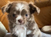 Beautiful long haired puppies for sale