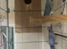 Proven Pair of Indian Ringneck