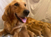 Last Boy KC Fox Red Golden retriever puppies