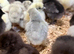 Chicks for sale