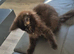 Female maine coon kitten