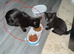 Black cat for rehoming