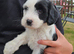 Tibetan Terrier puppies READY NOW