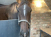 STUNNING 3yo ISH MARE