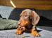 READY NOW Kc registered mini dachshund pups