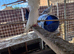 Jacobni fancy pigeon