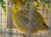 PAIR OF FIFE CANARY'S