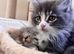 Maine Coons kitten