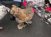 Bantum and Sussex pair (girls)