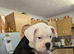Old English Bulldog puppy
