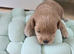 Asian maltipoo small