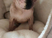 Two adorable Canadian Sphynx girls looking for forever homes.