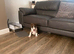 2 boy English bull terrier