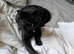 Meet B-Leigh - A Big Softie with a gentle soul