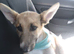 DORA – Dumped Like Rubbish… Now Ready to Become Someone's Treasure