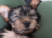 Puppy for sale.