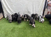 great dane puppies
