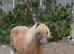 32&rdquo; cream dun and white registered mare