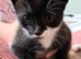 Adorable black and white kittens