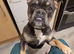English bulldog cross french bulldog dog