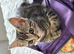 Two adorable tabby kitten girls – mixed breed