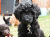 Australian labradoodles - Ready Now