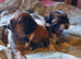 Pekingese Cross terrier
