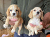 Cocker Spaniel puppies