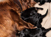 Last 1 cockapoo puppies