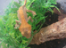 crested geckos