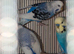 Budgies