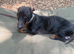 Dachsund looking for special home