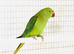 8 month old Ringneck