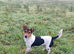 Jack Russell Boy