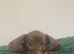 Miniature Dachshund ready for their forever