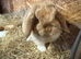 Mini lop pure bred doe