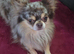 Male 2yr old chihuaha Dwkc miele