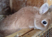 Netherland dwarf rabbits
