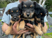 Beautiful 3/4 jack russell puppies