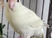 Kakarikis Handreared