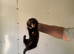 Eu ferrets