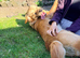 Beautiful fun loving golden retriever looking for his forever home