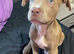 American staff x sharpei